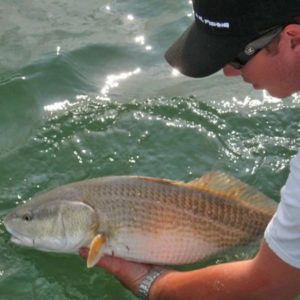 gotemon-charters-north-florida-fishing-redfish-releasegotemon-charters-north-florida-fishing-redfish-release